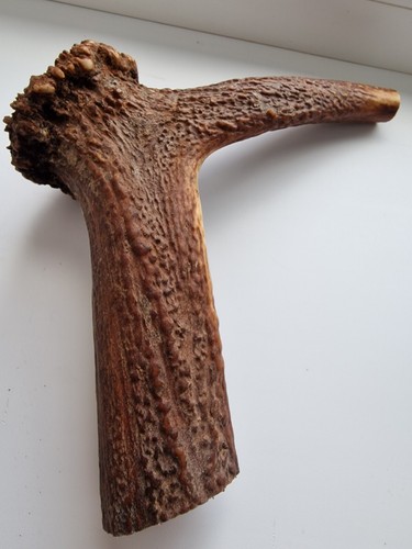Red deer antler dog - antler,