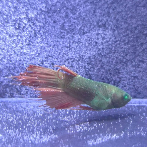 Rare crowntail green eyed - rare,