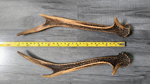 Pair sika deer antlers - pair, of