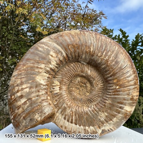 Fossilised ammonite marine