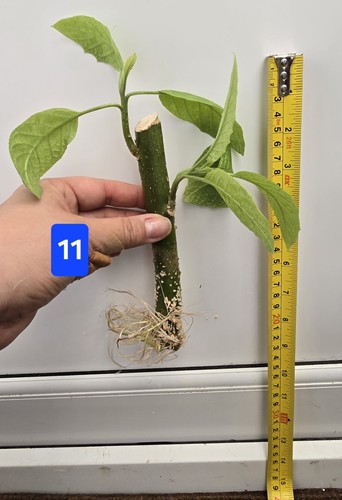 Brugmansia rooted single - rooted,