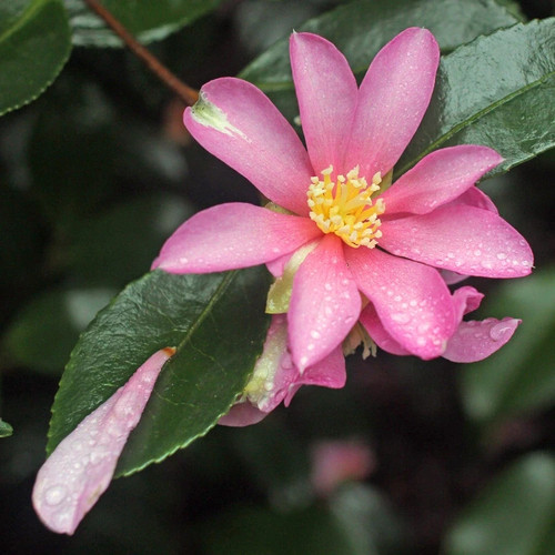Camellia hugh evans pot - evans, |