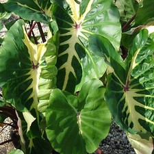 Colocasia White Lava Plants 5