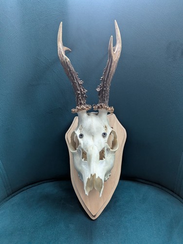 Roe deer skull with - deer, antlers