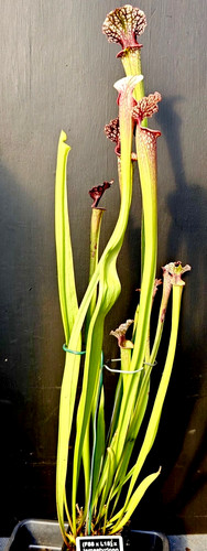 Sarracenia x - (f88,