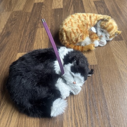 Precious petzzz therapy cat - petzzz, 'therapy'