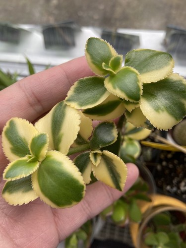Crassula sarmentosa