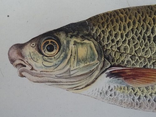 Meidinger cyprinus nasus - -,