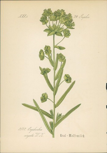 Chromolithographie - ,