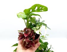 5 Closed Terrarium Plants •