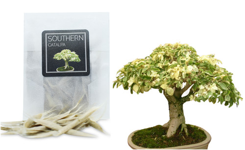 Southern catalpa bonsai - 30,