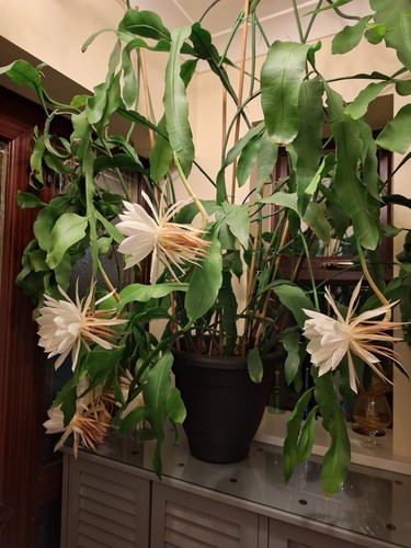 Epiphyllum oxynetalum queen - epiphyllum, of