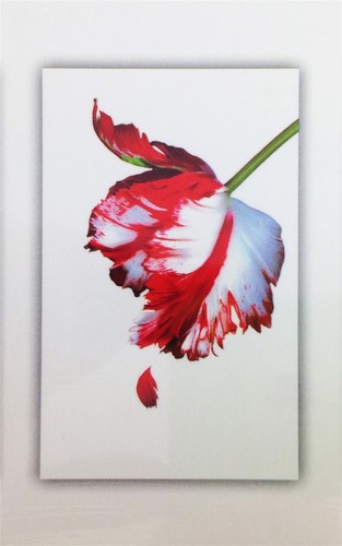 Twilight saga - saga, book