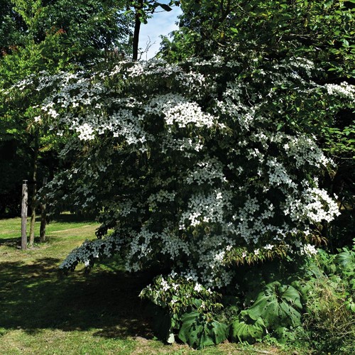 Dogwood teutonia flowering - dogwood,
