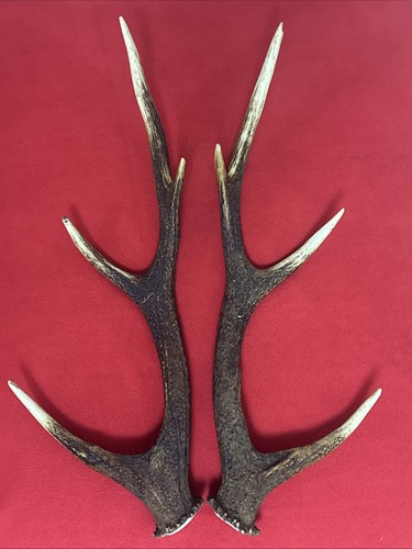Pair huge sika deer - huge,