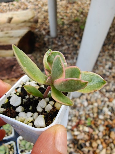 Variegated crassula swaziensis - variegated,