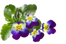 1000 Seeds Wild Stepmothers Viola Tricolor Garden Balcony Flowers Flowers 