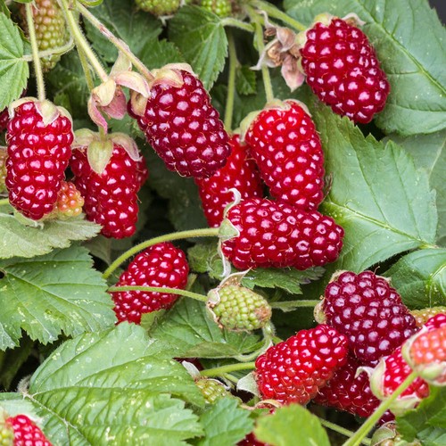 Loganberry - , pot)