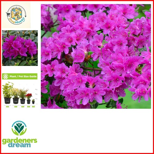 Azalea geisha purple - azalea, purple’