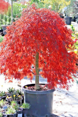 Acer palmatum crimson - crimson, queen