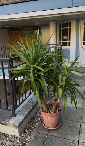 Yucca large healthy - large,