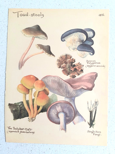 Botanical prints vintage - prints, toad