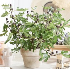 Fig Tree ‘Miss Figgy’ –