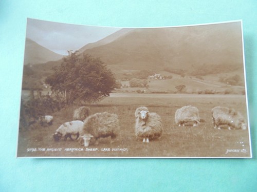 Ancient herdwick sheep lake - ancient, sheep,