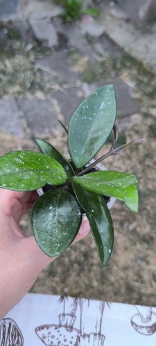 Hoya carnosa and rosita - and,