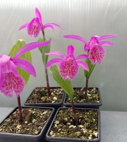 Garden orchid pleione - garden,