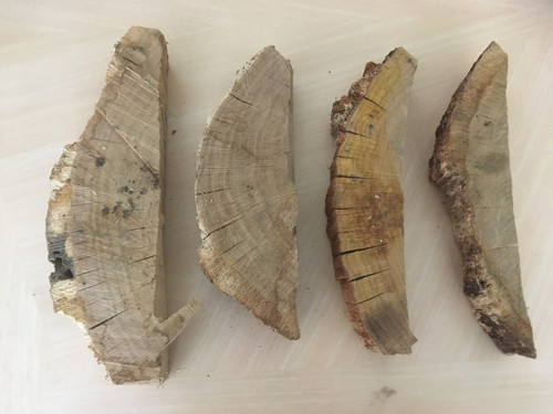 Oak wood tree log - , section