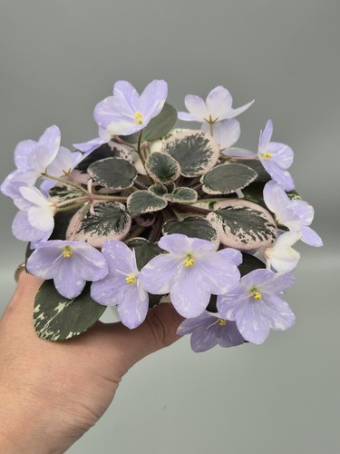 Rare indoor blooming african - rare,
