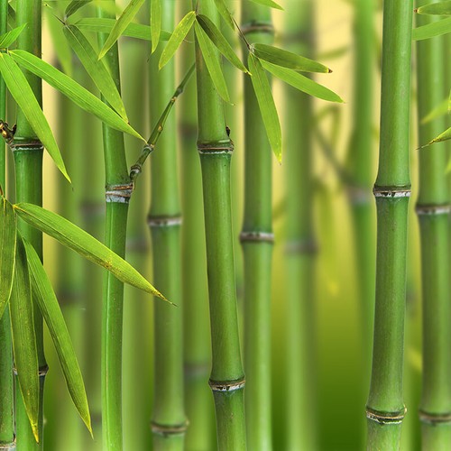 Bamboo plant green bissetti - plant,,