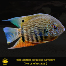 Red Spotted Turquoise Severum