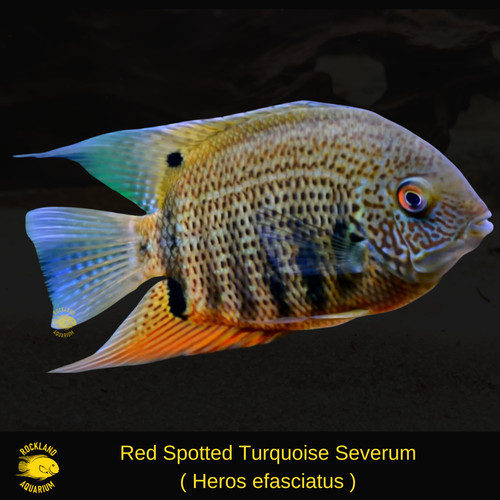 Red spotted turquoise severum - red,