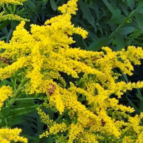 Solidago golden rod bare - ,