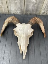 Real Sheep Skull With Horns