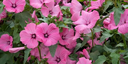 Lavatera olbia ruby hope - hope', 9cm