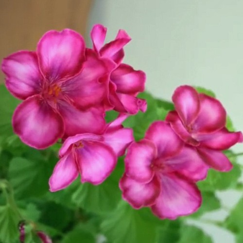 Lady bute regal - regal, pelargonium
