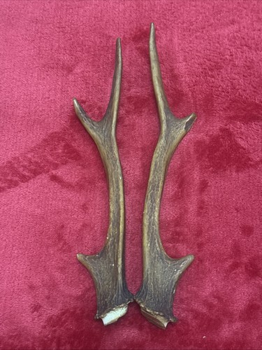 Pair sika deer antlers - pair,