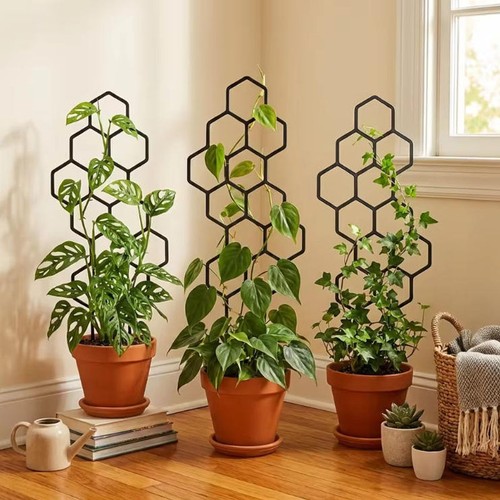 Pack honeycomb plant - honeycomb,
