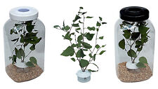 Stick Insect,Leaf Insect Habitat With Keep Fresh Slimline twig pot 