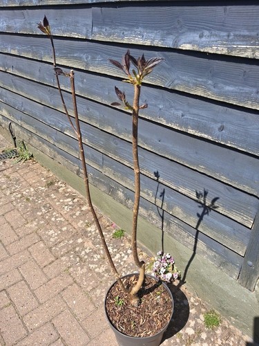 Rare 4ft multistem purple - rare, 3-4ft
