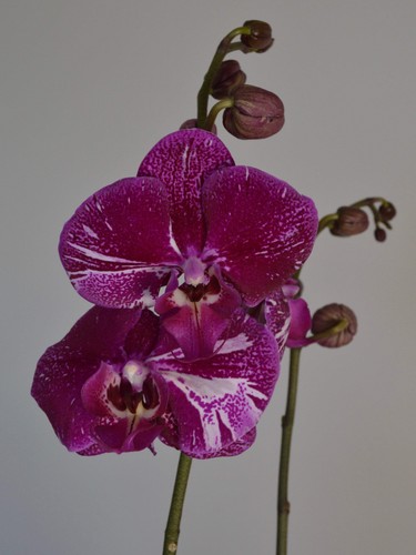 Tie dye purple phalaenopsis - purple,