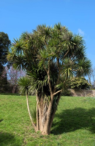 Cabbage palm giant - /,