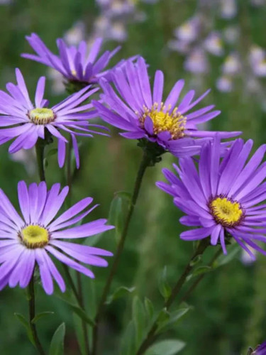 Aster amellus italian - amellus-,