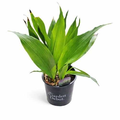 Dwarf aspidistra elatior - dwarf, cast