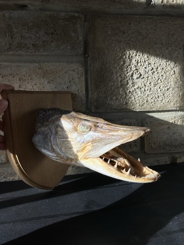 Taxidermy pike fish wooden - taxidermy,