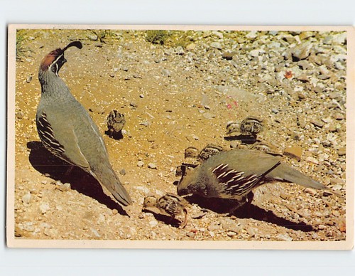Postcard arizonas gambel quail - postcard,