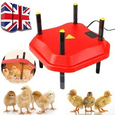 Chick Brooder Poultry Breeding